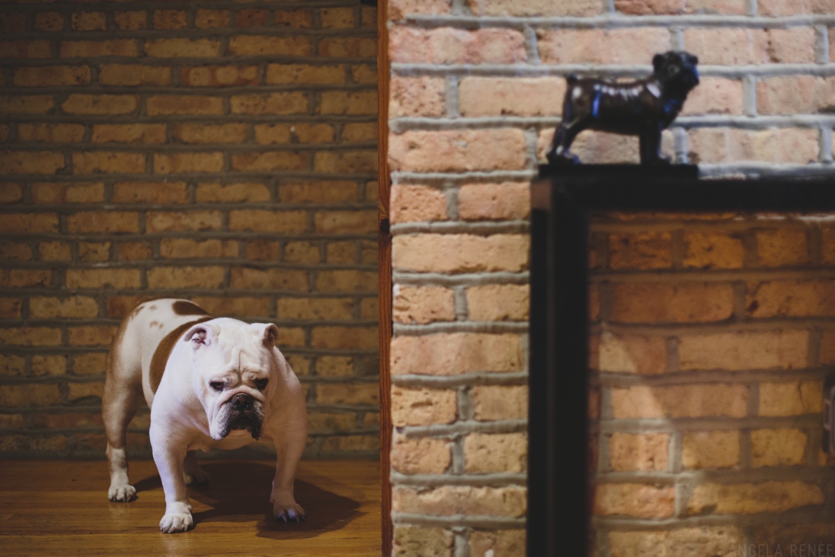 dog on wedding day