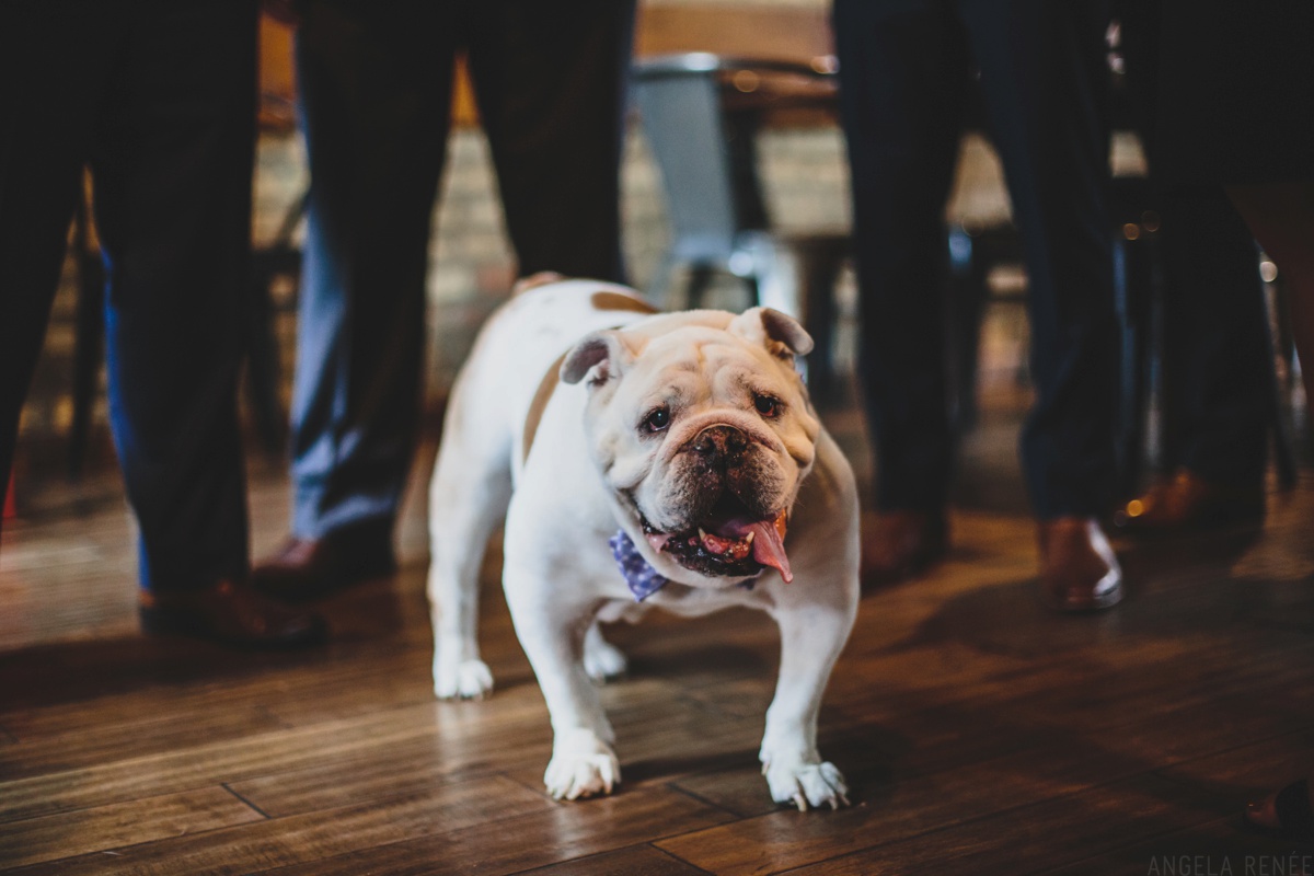 dog ring bearer