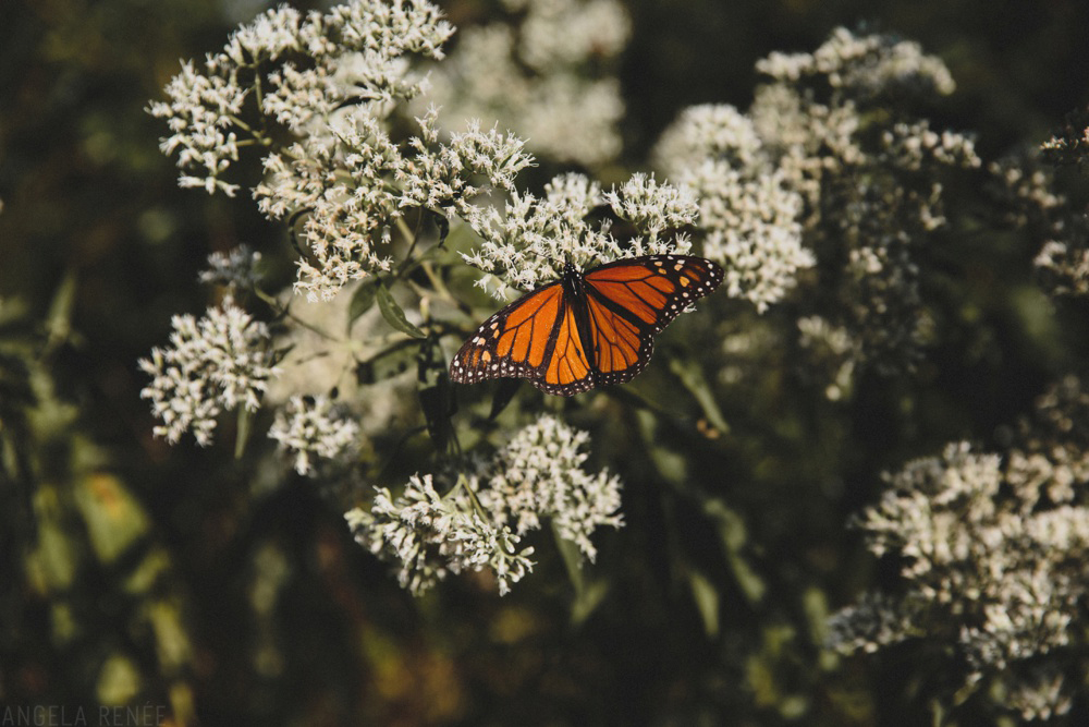 monarch-butterfly-wedding